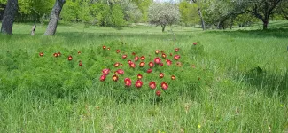 Красная книга Волгоградской области